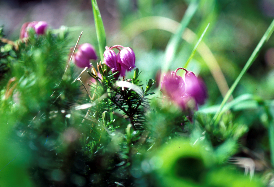 エゾノツガザクラ