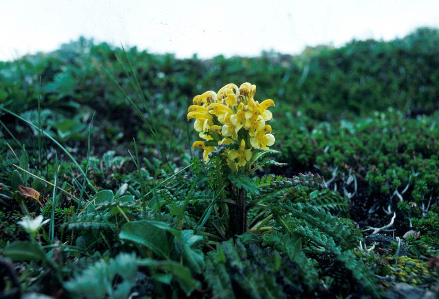 キバナシオガマ