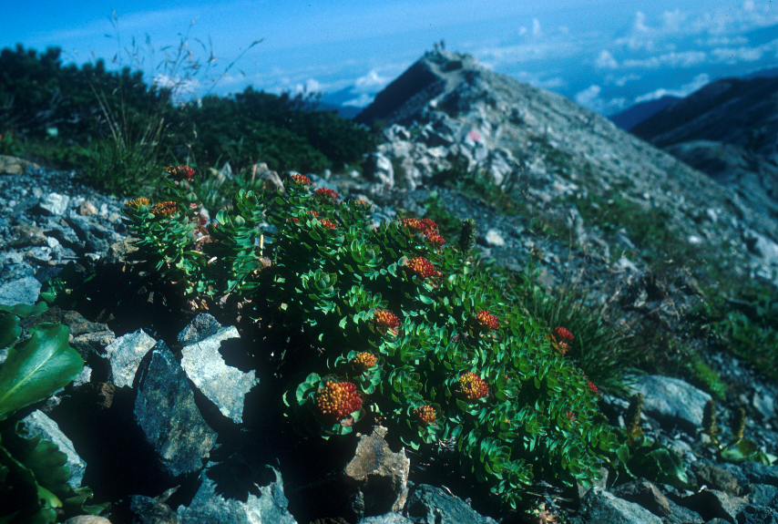 ｲﾜﾍﾞﾝｹｲ