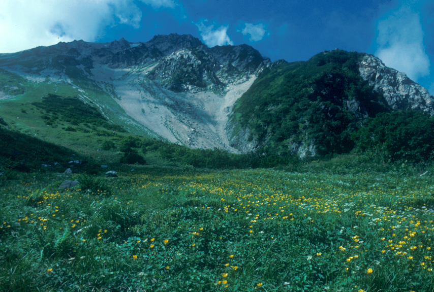 ｵﾊﾅﾊﾞﾀｹ