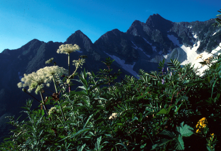 ﾐﾔﾏｼｼｳﾄﾞ